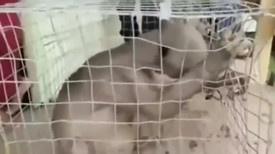 Bu canlının ne olduğunu kimse bilmiyor!