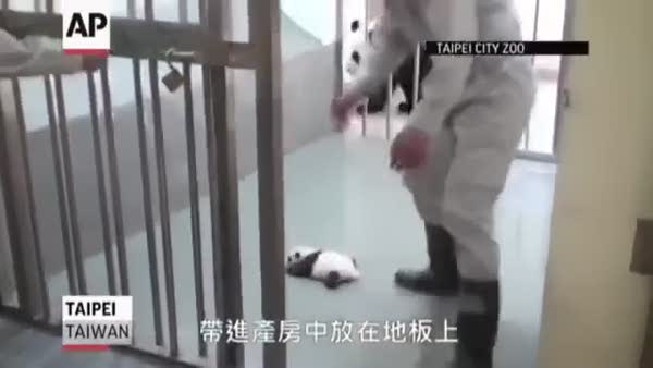 Bebek pandanın annesiyle ilk buluşması