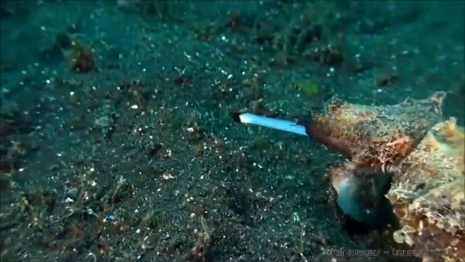 Mürekkep balığının avlanma tekniği