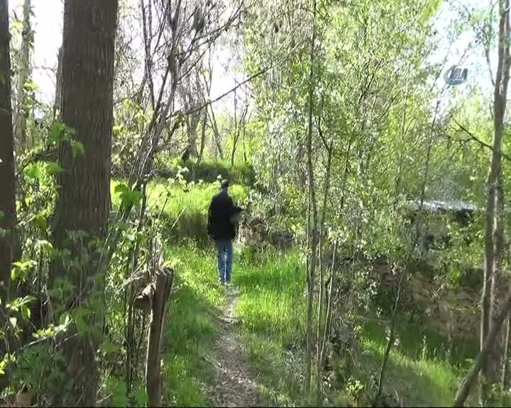 Kirpiler arıları yedi