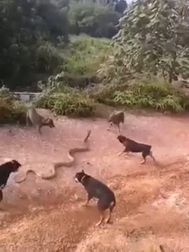 Köpeklerin kral kobra yılanıyla mücadelesi