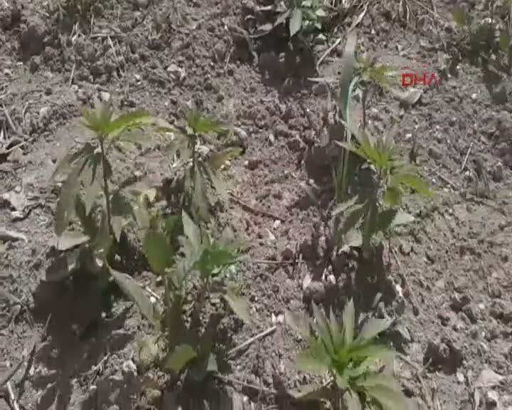 Samsun'da uyuşturucu tarlası