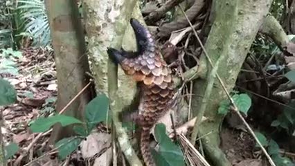 Dünyanın en acaip hayvanı