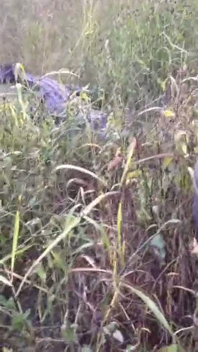 Aracının tamponunu parçalayan timsah