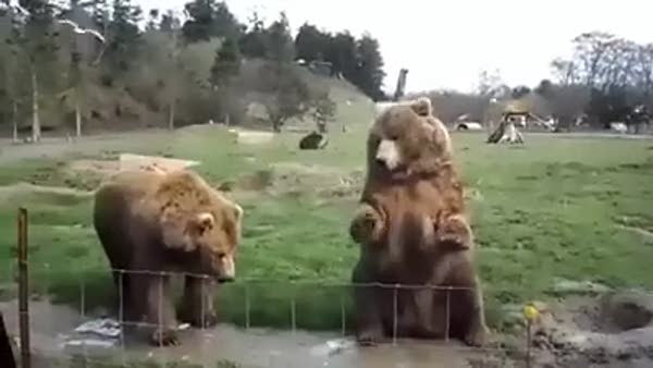 El sallayan ayılar