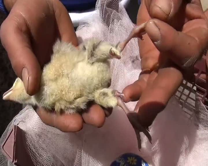 4 ayaklı civciv 1 gün yaşadı