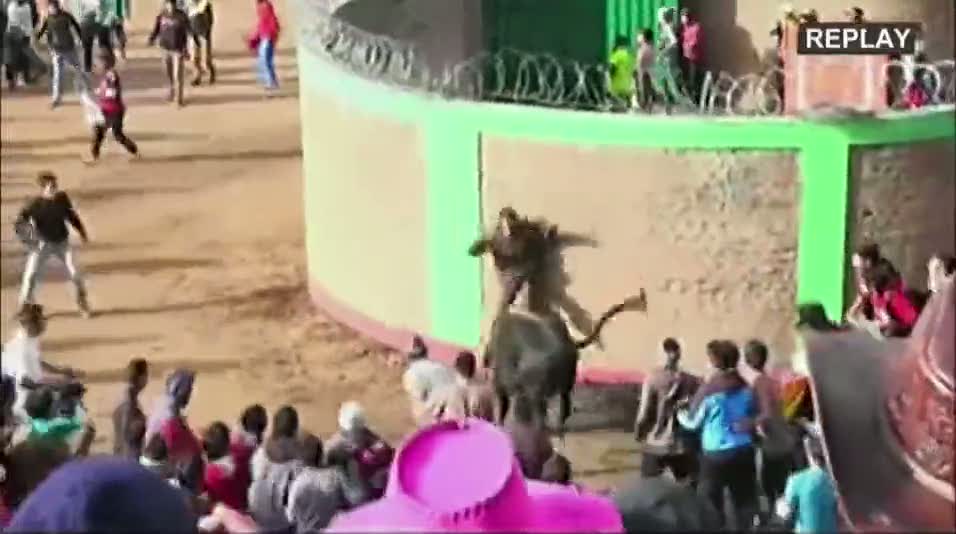 Peru'da boğa festivalinde üç kişi yaralandı