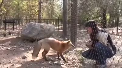 Eğitimli tilki sahibini dinliyor