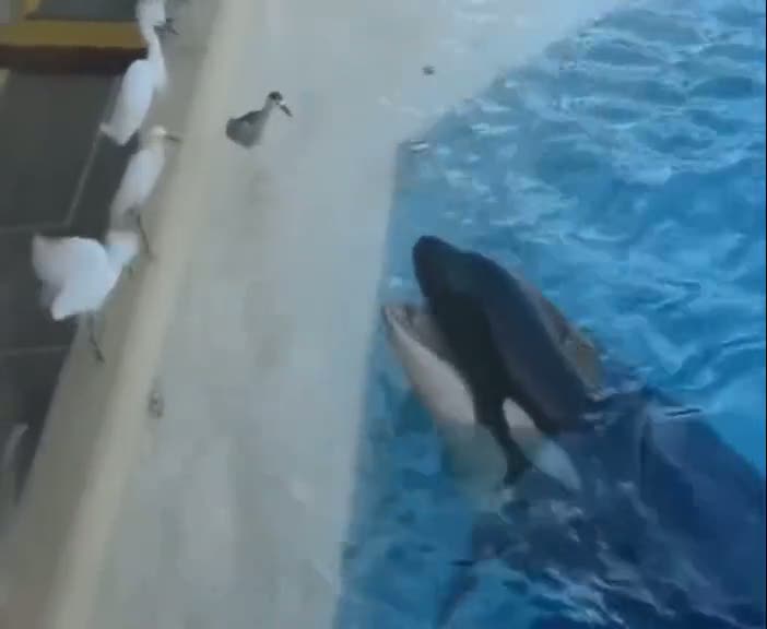 Katil balina adına yakışanı yaptı