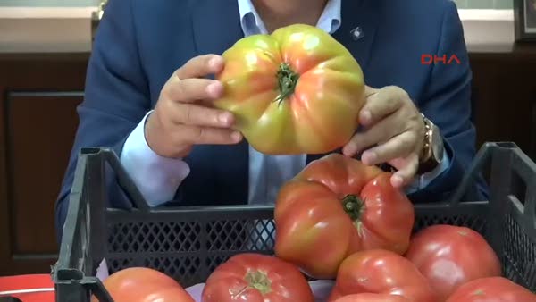 Dev domatesler şaşırtmasın