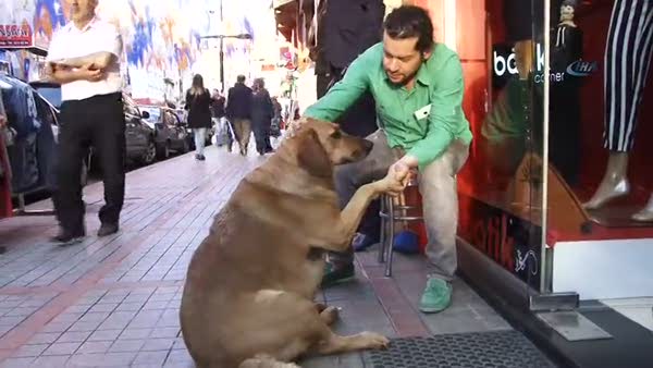 Sokak köpeği ''Şakira'' şöhret oldu