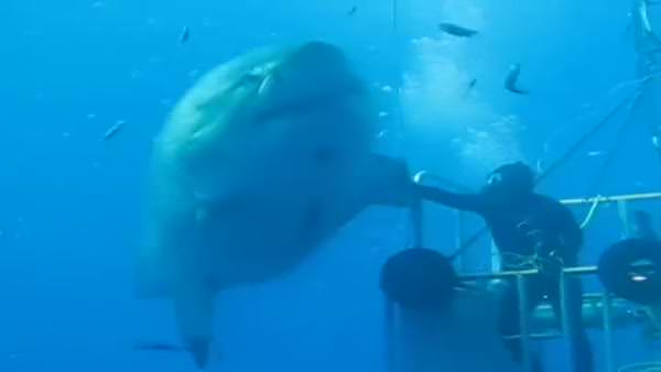 Dünyanın en büyük köpek balığı kamerada
