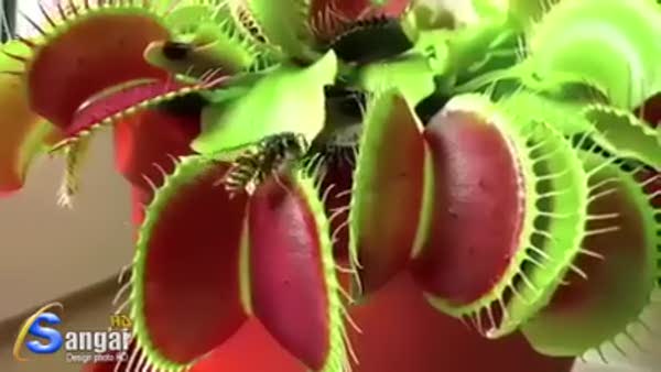 Et yiyen çiçek böyle avlanıyor videosunu izle Son Dakika Haberleri