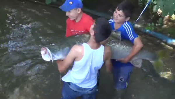 Zap Suyu'nda 60 kiloluk balık yakalandı