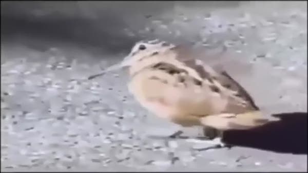 Dans eden kuş