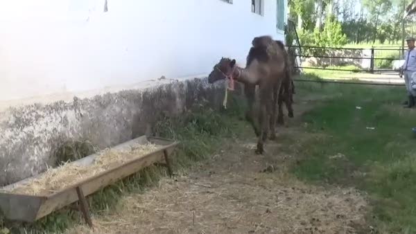 Yozgat'ta deve yetiştiriyorlar