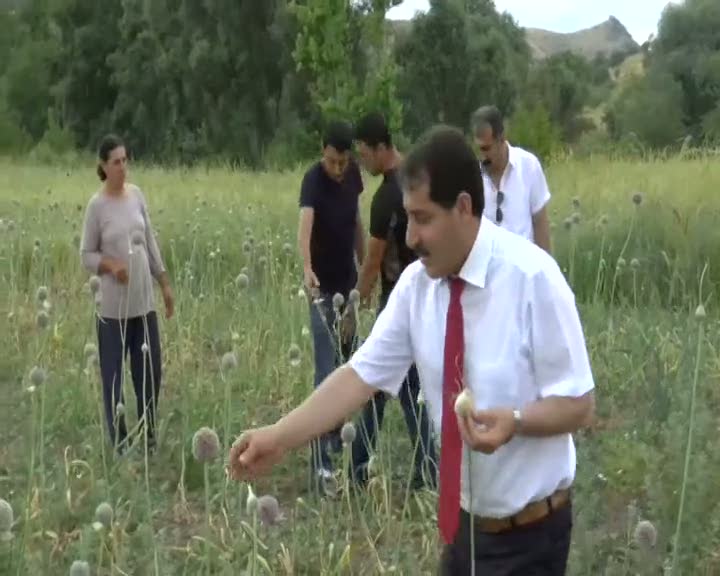 Dağ sarımsağı artık tarlada yetişiyor