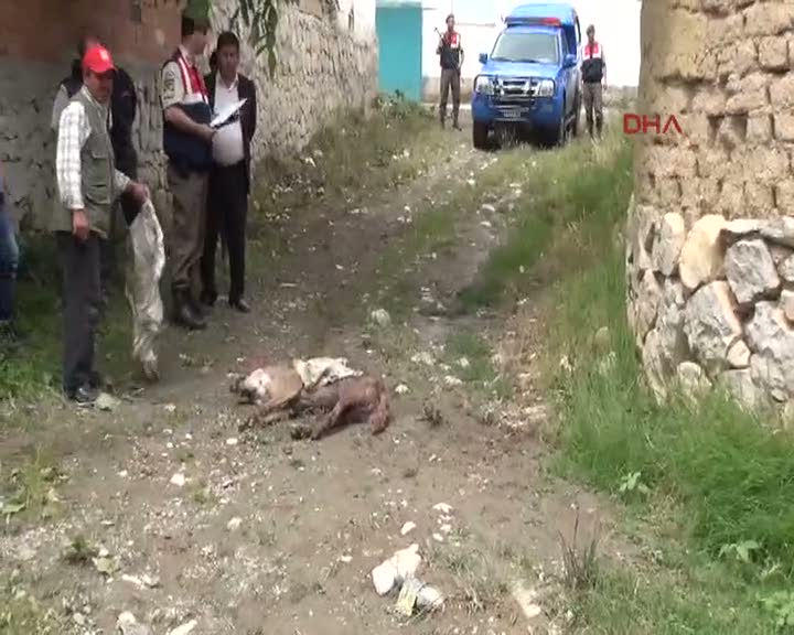 Kurt köylülere saldırdı