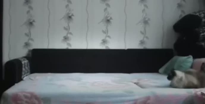 gay free porn watch meiden van holland