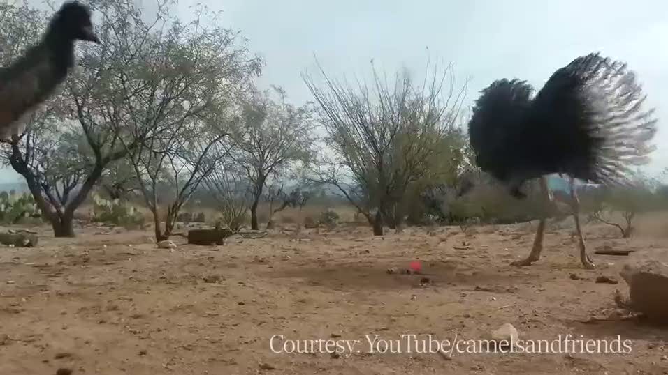 Korkak devekuşları