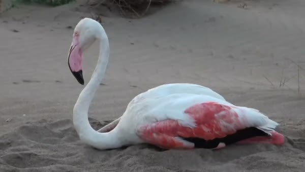 Yaralı flamingoyu balıkçılar kurtardı