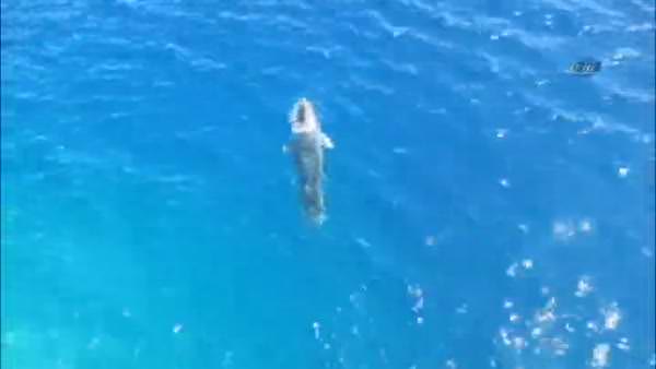 Akdeniz foku Datça kıyılarında görüntülendi