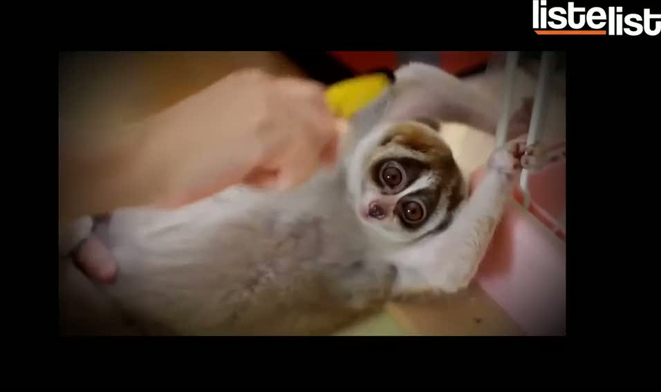 Yavaş lorisler gıdıklanmıyor acı çekiyor