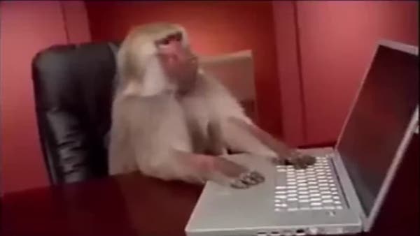 Bilgisayar başında insan gibi davranan maymun
