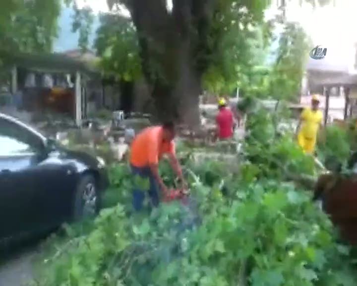 2 bin yıllık ağaç devrildi 2 yaralı