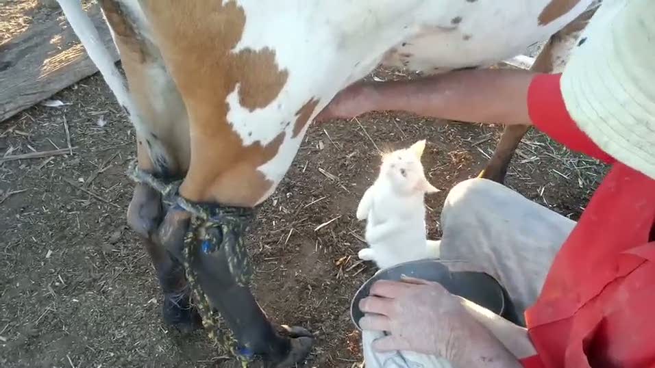 Sütü kaynağından içen kedi