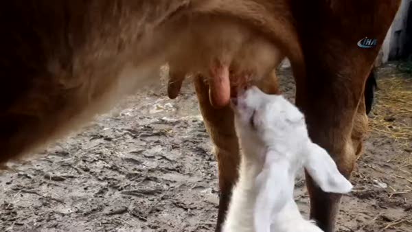 Annelerini kurt yiyen oğlaklara inek annelik yapıyor