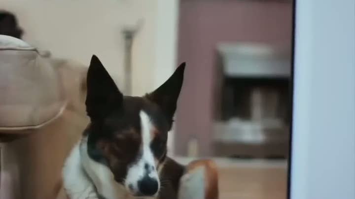 Evde sahibini bekleyen köpekler