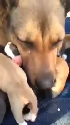 Ağlayan anne köpek