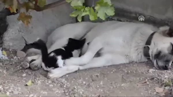Anneleri ölen kedilere 'Pamuk' isimli köpek bakıyor