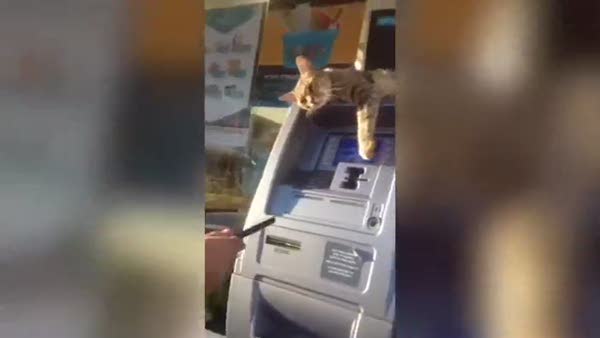 ATM'den para çekmeye izin vermeyen kedi