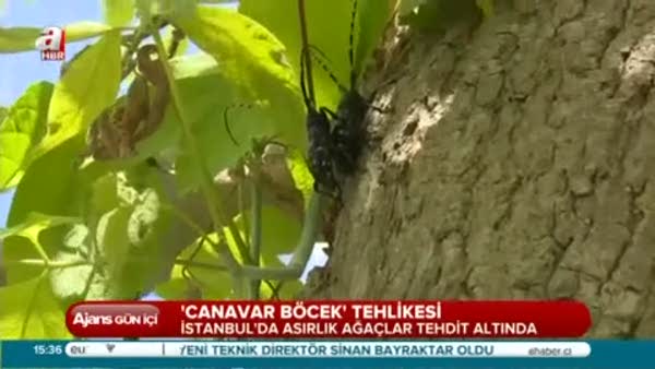 İstanbul'da 'Canavar Böcek' paniği