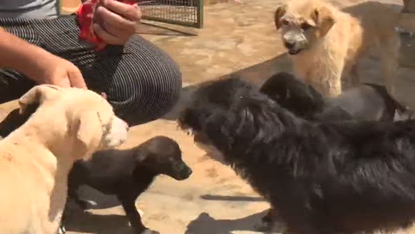 Sıcaktan bunalan köpekler dondurmayla serinledi