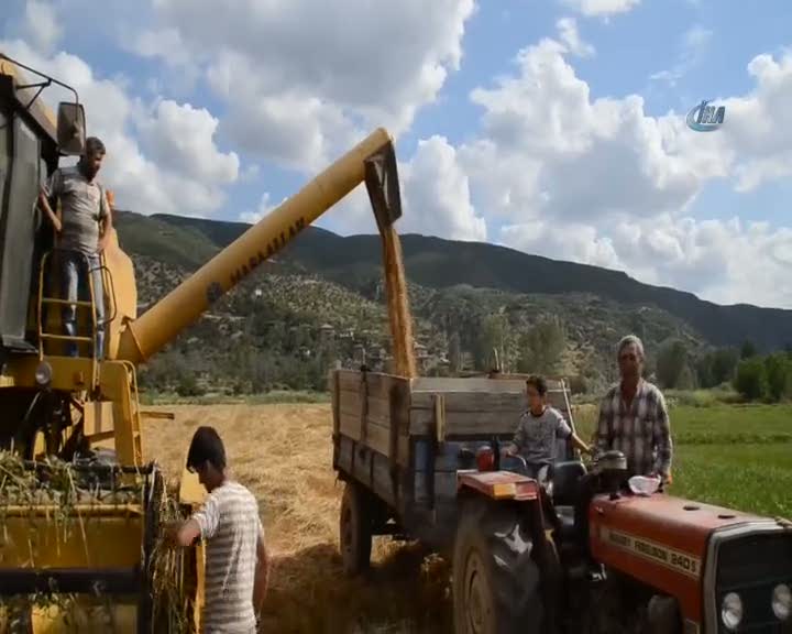 40 derece sıcakta buğday hasadı