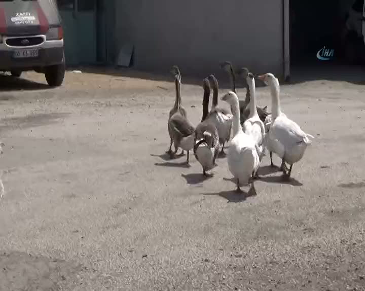 Kenelere karşı tavuk ve kaz besliyor