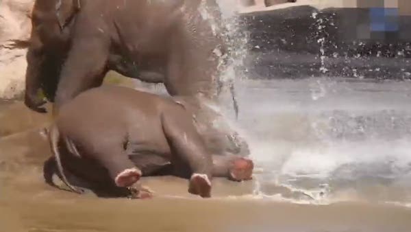 Yavru fillerin suyla eğlencesi