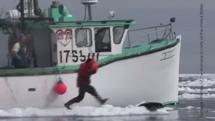 Kürk için fok katliamı dehşeti!