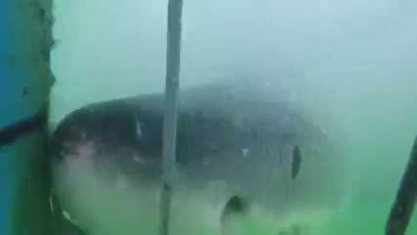 Canavar köpek balığı kafese saldırdı