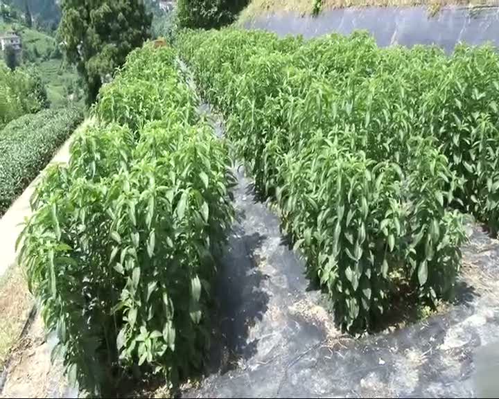 En tatlı bitki Rize'de üretilecek