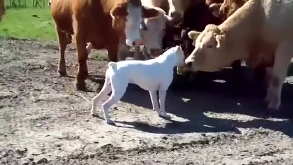 İlk kez köpek gören masum inekler