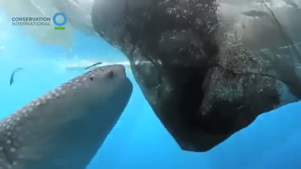 Ağdaki balıkları yemeye çalışan balina köpek balığı