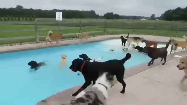 Köpeklerin havuz keyfi