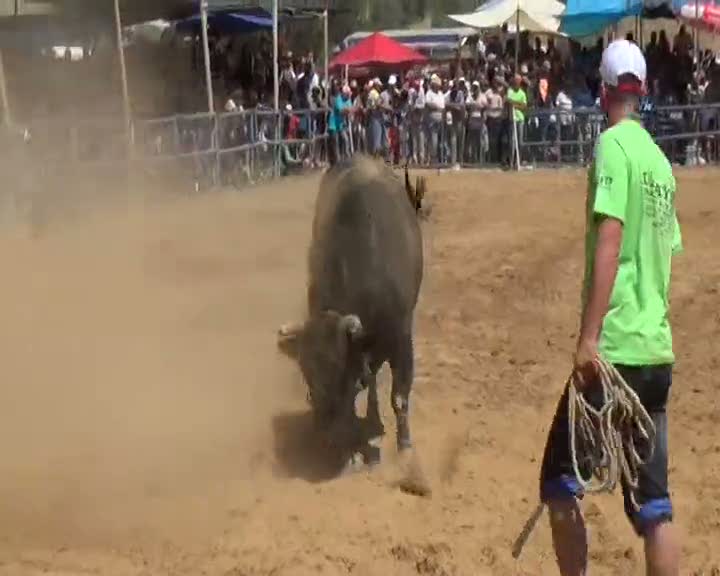 Kızgın boğa sahibini hastanelik etti