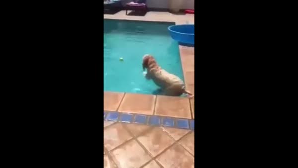 Kendine su taşıtı yapan inanılmaz köpek