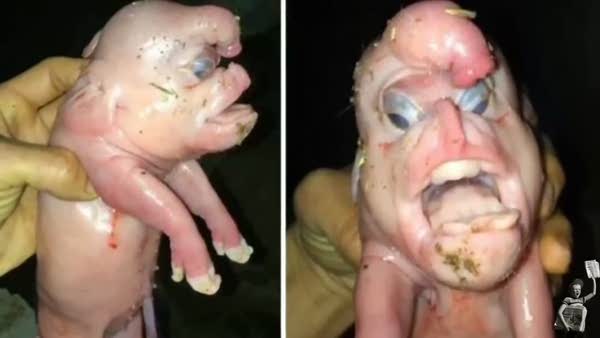 Kafasında cinsel organ olan insan yüzlü domuz doğdu