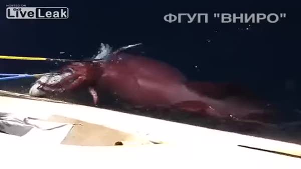 Rus bilim insanları açık denizde dev kalamarı işte böyle görüntüledi.
